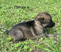 Female 4, a female German Shepherd Dog for sale in Le Roy, NY – 9 of 9