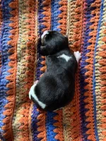 Male Faith, a male Beagle for sale in Le Roy, NY – Photo 5 of 5