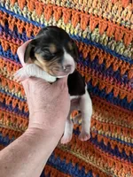 Male Faith, a male Beagle for sale in Le Roy, NY – Photo 2 of 5