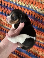 Male Faith, a male Beagle for sale in Le Roy, NY – Photo 3 of 5