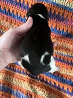 Male Faith, a male Beagle for sale in Le Roy, NY – Photo 1 of 5