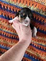 Male Faith, a male Beagle for sale in Le Roy, NY – Photo 4 of 5