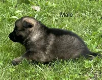 Male Shilo/Germam, a male German Shepherd Dog for sale in Le Roy, NY – 2 of 10