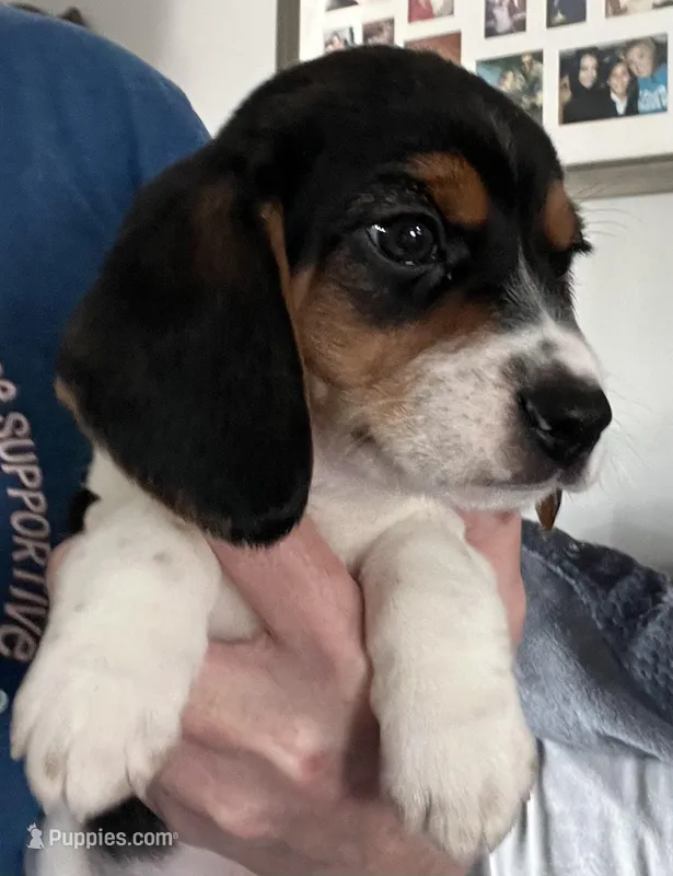 Brown Collar Bea – Beagle puppy for sale in Le Roy, NY