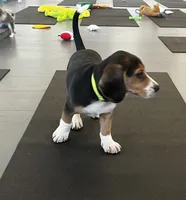 Male green/yellow collar, a male Beagle for sale in Le Roy, NY – 5 of 10