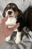 Male 1 Bea, a male Beagle for sale in Le Roy, NY – Photo 3 of 8