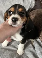 Male 1 Bea, a male Beagle for sale in Le Roy, NY – Photo 2 of 8