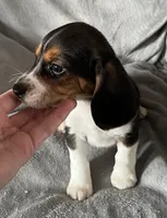 Male 1 Bea, a male Beagle for sale in Le Roy, NY – Photo 6 of 8