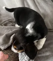 Male 1 Bea, a male Beagle for sale in Le Roy, NY – Photo 4 of 8