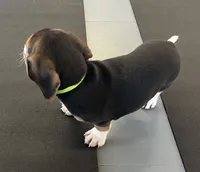 Male green/yellow collar, a male Beagle for sale in Le Roy, NY – 4 of 10