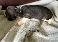 Male 6, a male Beagle for sale in Le Roy, NY – 4 of 7