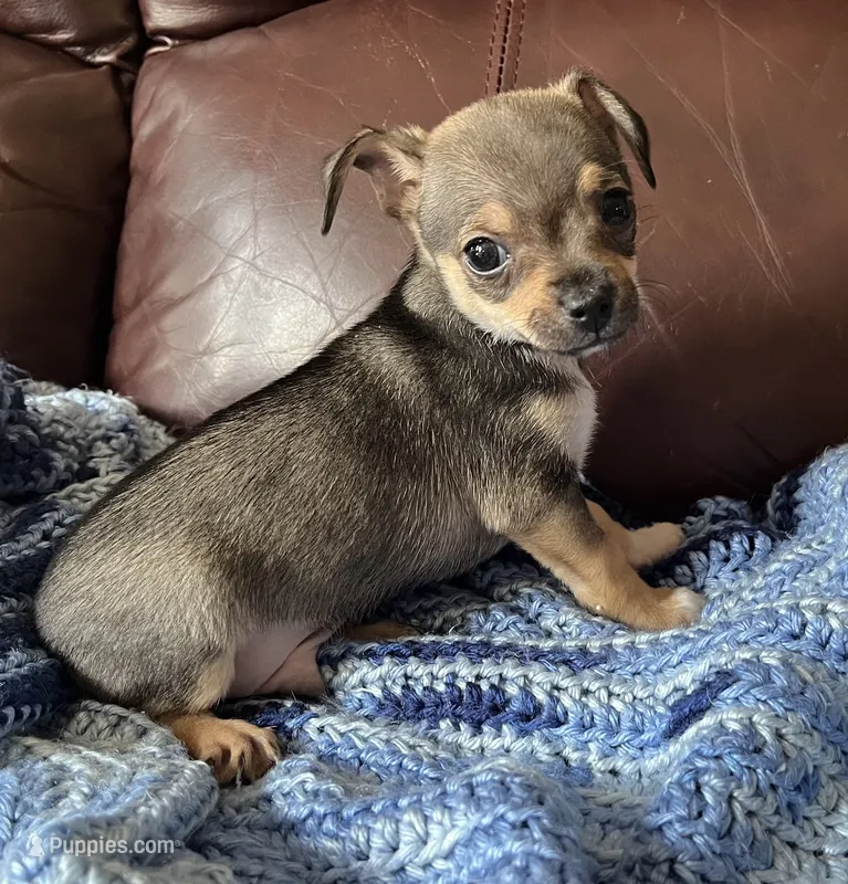 Male 4 – Chiweenie puppy for sale in Le Roy, NY