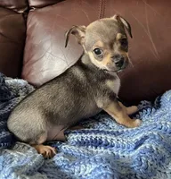 Male 4, a male Chiweenie for sale in Le Roy, NY – 1 of 9