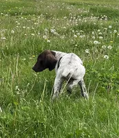 Male, a male German Shorthaired Pointer for sale in Le Roy, NY – 1 of 9