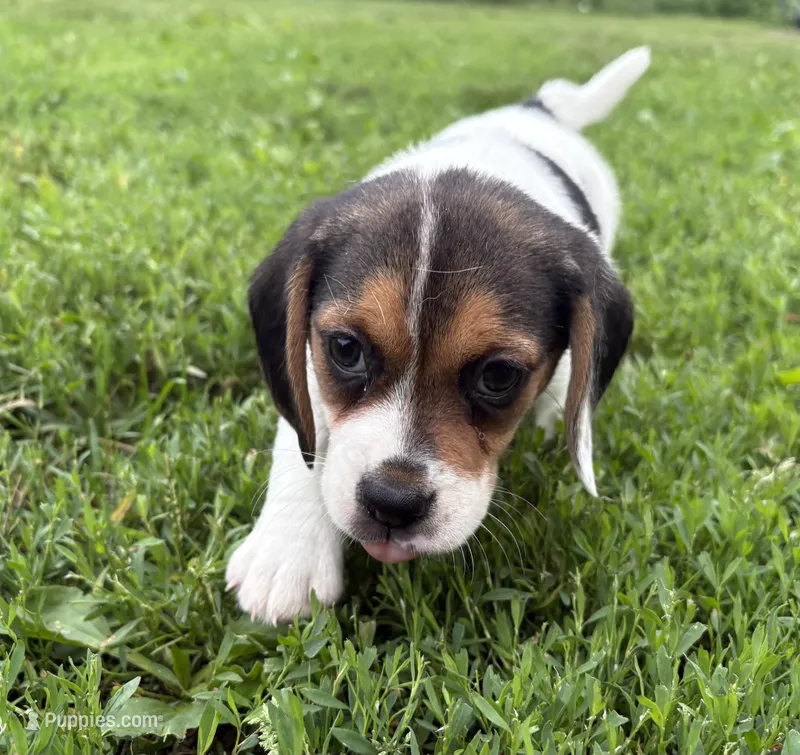 Angel female – Beagle puppy for sale in Le Roy, NY