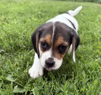Angel female, a female Beagle for sale in Le Roy, NY – 1 of 3