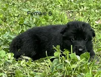 Female 6, a female German Shepherd Dog for sale in Le Roy, NY – 7 of 10