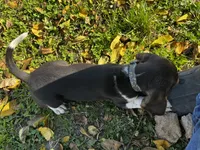 Faith spots, a male Beagle for sale in Le Roy, NY – 6 of 10