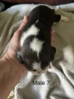 Male 7, a male Beagle for sale in Le Roy, NY – 2 of 6