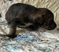 Male 2, a male Chiweenie for sale in Le Roy, NY – 4 of 10