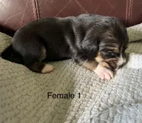 Female 1, a female Beagle for sale in Le Roy, NY – 2 of 5