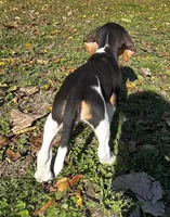 Faith white, a male Beagle for sale in Le Roy, NY – 10 of 10