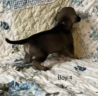 Male 4, a male Chiweenie for sale in Le Roy, NY – 8 of 9