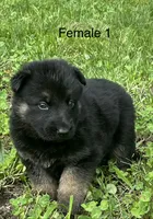 Female 1, a female German Shepherd Dog for sale in Le Roy, NY – 7 of 10