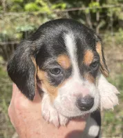 Male 2, a male Beagle for sale in Le Roy, NY – 3 of 8