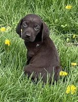 Female WSS no collar, a female German Shorthaired Pointer for sale in Le Roy, NY – Photo 4 of 9