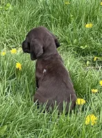 Female WSS no collar, a female German Shorthaired Pointer for sale in Le Roy, NY – Photo 2 of 9
