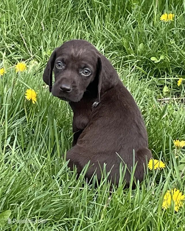 Female WSS no collar – German Shorthaired Pointer puppy for sale in Le Roy, NY