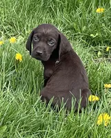 Female WSS no collar, a female German Shorthaired Pointer for sale in Le Roy, NY – Photo 1 of 9