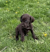 Female WSS no collar, a female German Shorthaired Pointer for sale in Le Roy, NY – Photo 3 of 9