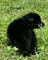 Female 6, a female German Shepherd Dog for sale in Le Roy, NY – 8 of 10