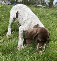 Male, a male German Shorthaired Pointer for sale in Le Roy, NY – 9 of 9