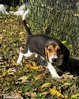 Faith spots, a male Beagle for sale in Le Roy, NY – 8 of 10