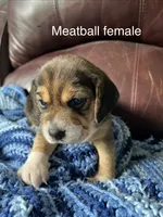 Meatball, a female Beagle for sale in Le Roy, NY – 2 of 5
