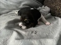 Female 2 Faith, a female Beagle for sale in Le Roy, NY – Photo 2 of 5