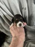 Female 2 Faith, a female Beagle for sale in Le Roy, NY – Photo 1 of 5