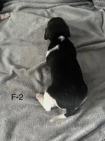 Female 2 Faith, a female Beagle for sale in Le Roy, NY – Photo 4 of 5