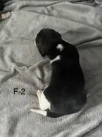 Female 2 Faith, a female Beagle for sale in Le Roy, NY – Photo 5 of 5