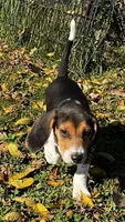 Faith spots, a male Beagle for sale in Le Roy, NY – 7 of 10