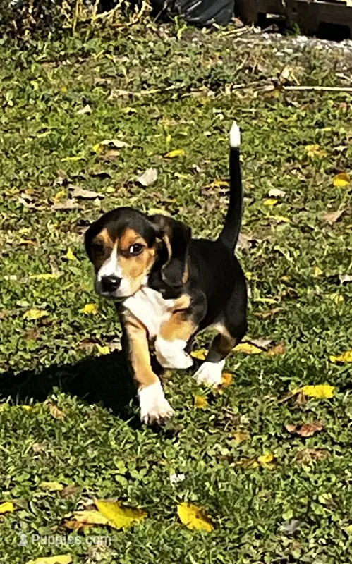 Faith Black – Beagle puppy for sale in Le Roy, NY
