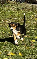 Faith Black, a male Beagle for sale in Le Roy, NY – 1 of 10