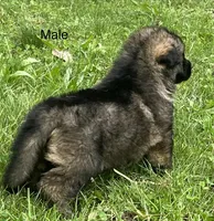 Male Shilo/Germam, a male German Shepherd Dog for sale in Le Roy, NY – 5 of 10