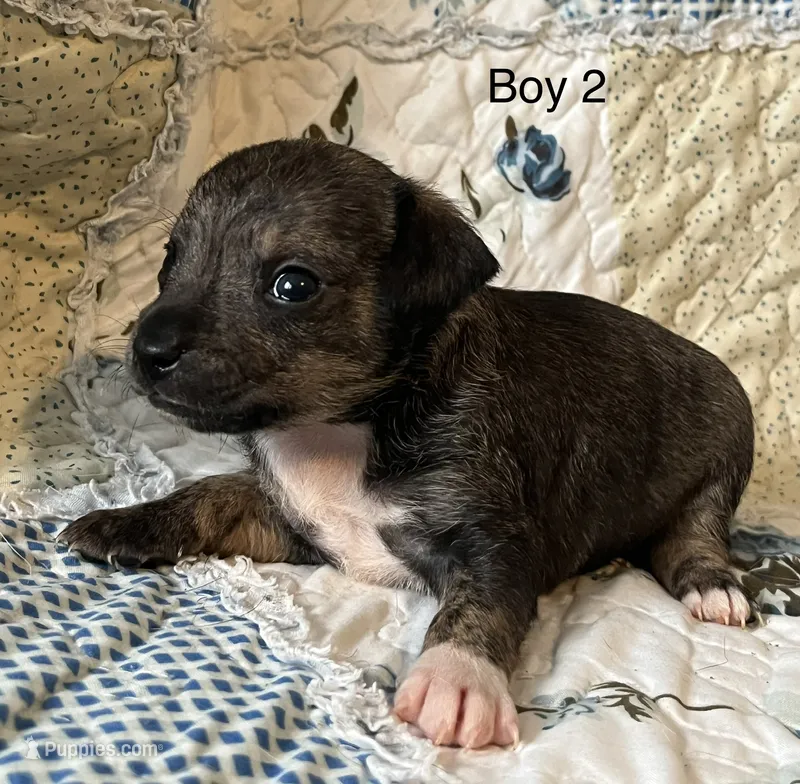 Male 2 – Chiweenie puppy for sale in Le Roy, NY