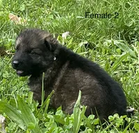 Female 2, a female German Shepherd Dog for sale in Le Roy, NY – 6 of 9