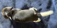Male 1, a male Beagle for sale in Le Roy, NY – 4 of 10