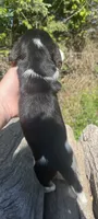 Male 1, a male Beagle for sale in Le Roy, NY – 3 of 4